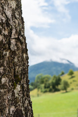 Blick auf die Natur vom baumstamm