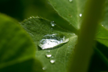 a drop of dew on a clover leaf