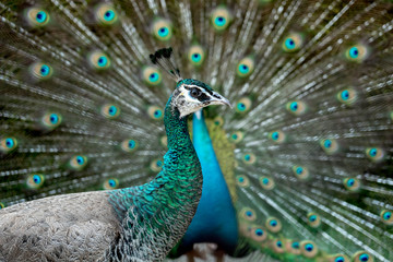 Obraz premium A beautiful peacok in the zoo