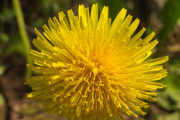 beautiful dandelion in the summer