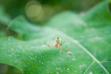 macro spider photo, spider on the web, green background