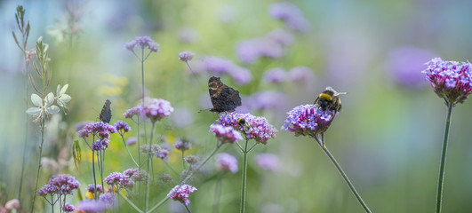 The panoramic view the garden with flowers and butterfly and bumblebee