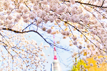 Naklejka premium Widok na kwitnące wiśnie wiosną w Seulu, w Korei Południowej.