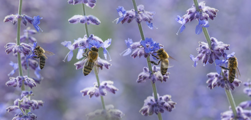 bees close up on lavender flowers - macro photo