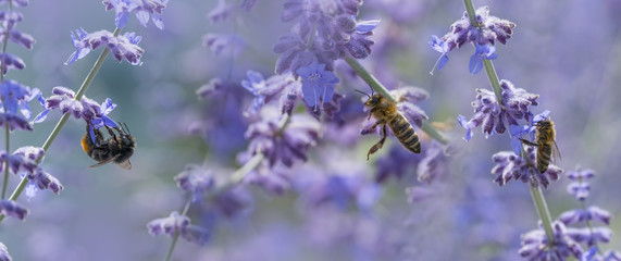 bees and bumblebee on lavender close up