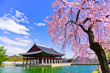 View of the beautiful cherry blossoms next to a lake at the Gyeongbok Palace in spring in Seoul, South Korea.