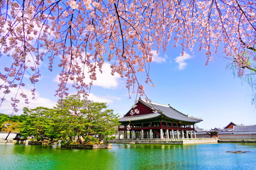 View of the beautiful cherry blossoms next to a lake at the Gyeongbok Palace in spring in Seoul, South Korea.