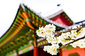 Obraz premium Widok na piękne kwiaty wiśni w pałacu Gyeongbok wiosną w Seulu.
