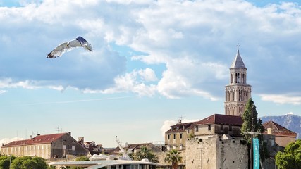 Möwe am Hafen von Split - Kirchturm - Kroatien