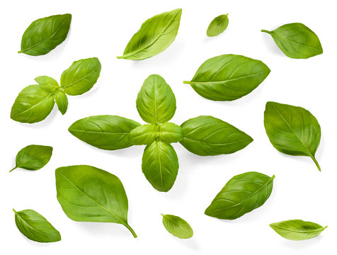 Fresh basil leaves, isolated on white background. Top view or high angle shot of various basil leaves, design elements.