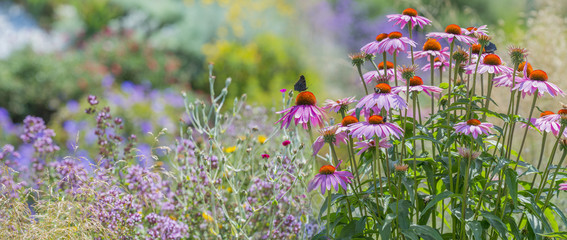 Obraz premium Echinacea purpurea - kwiat w ogrodzie z bliska