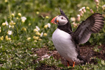 Farne Puffin