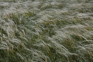 feather-grass among the field