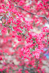 Bright pink cherry blossom background with beautiful blurred bokeh effect.