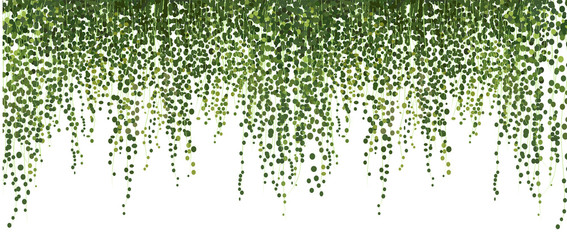 climbing wall of ivy. vector illustration on white background. banner and web background.   - obrazy, fototapety, plakaty