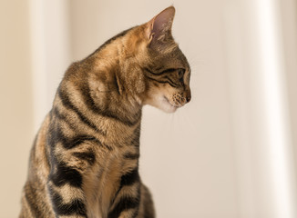 Beautiful feline cat at home. Domestic animal