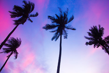Fototapeta na wymiar Silhouette coconut palm trees on beach at sunset, Koh Lanta, Thailand