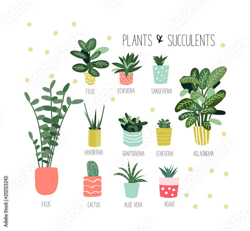  potted plants  collection succulents and house  plants  