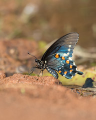 Fototapeta na wymiar Pipevine Swallowtail