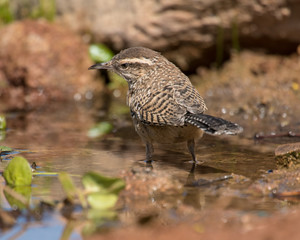 Cactus Wren