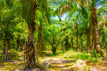 Plantation forest of oil palm, South Asia, Koh Lanta in Thailand