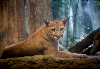 Mountain lion, puma, Cougar.