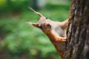 squirrel