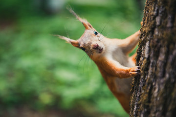 squirrel