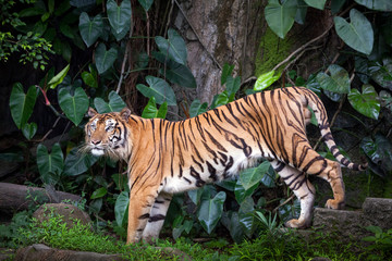 Fototapeta premium tiger action .