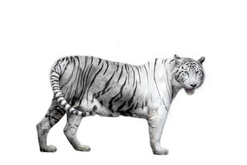 Fototapeta na wymiar White tiger on white background.