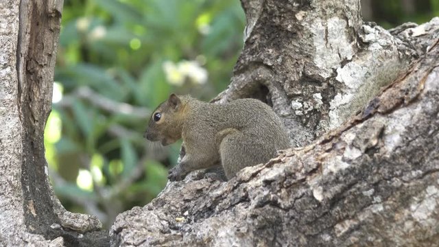 The common treeshrew eats nuts sitting on a tree