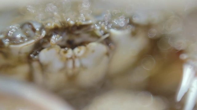 Crab on the beach funny opens his mouth. Crustacean being says something Macro