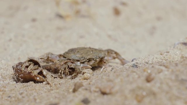 Shellfishes explores its surroundings on a sandy beach in front of crab. Travel on the beach