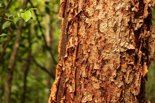 The gumbo-limbo is comically referred to as the tourist tree because the tree's bark is red and peeling, like the skin of sunburnt tourists, who are a common sight in the plant's range