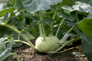Kohlrabi cabbage growing in garden. Kohlrabi or turnip cabbage in vegetable bed. - obrazy, fototapety, plakaty