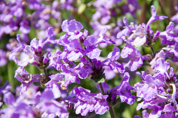 Purple flowers Bouquet Rural background in the garden