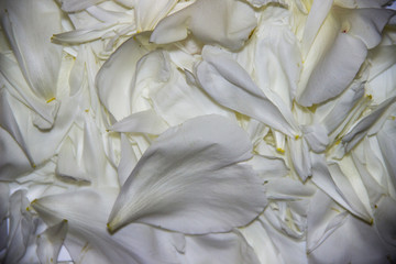 background of peony petals. macro