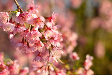 Fototapeta na wymiar Florar das cerejeiras 