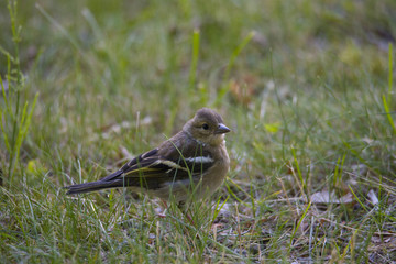 Juvenile Goldfinch at a meadow
