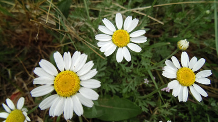 Obraz premium Beautiful chamomile background. Flowers backgrounds