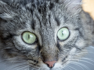 A domestic not thoroughbred cat rests on the TV and looks at prey