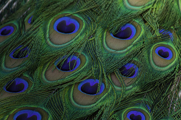 Detalle del plumaje de un Pavo Real