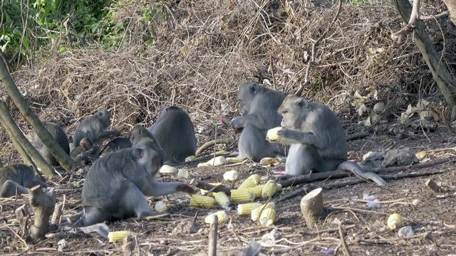The crab-eating macaque ,Macaca fascicularis, also known as the long-tailed macaque