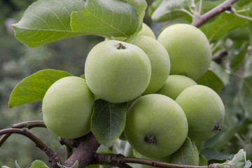 Abundant harvest of apples on apple tree branch. Selective focus.