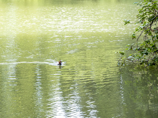 Duck sails on the river in the park of the arboretum in Sochi