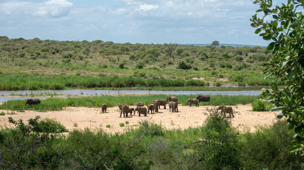 Fototapeta na wymiar Elefant, Südafrika, Afrika