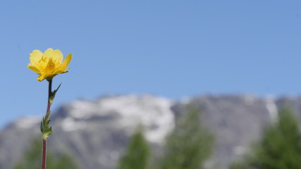 Obraz premium Yellow flower in the mountain