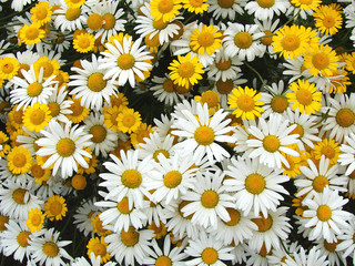 daisy, flower, nature