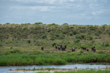 Naklejka na ściany i meble Elefanten, Südafrika, Afrika