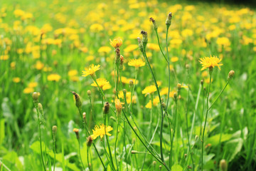 flower, field, spring, nature